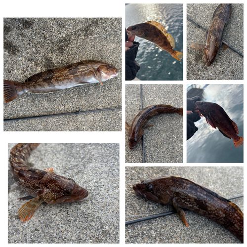 アイナメの釣果