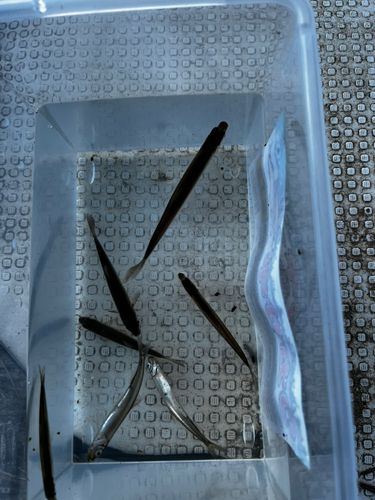 ワカサギの釣果