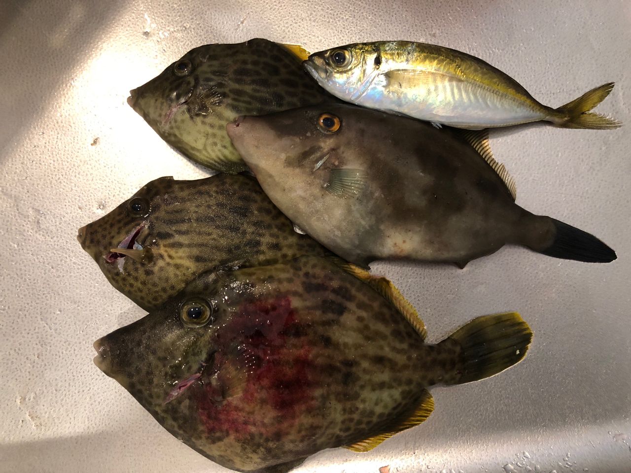 Gamakatsu ラグゼ 宵姫 爽 S58FL-solidの最安値・インプレ・釣果