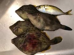 カワハギの釣果