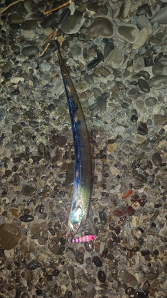 タチウオの釣果