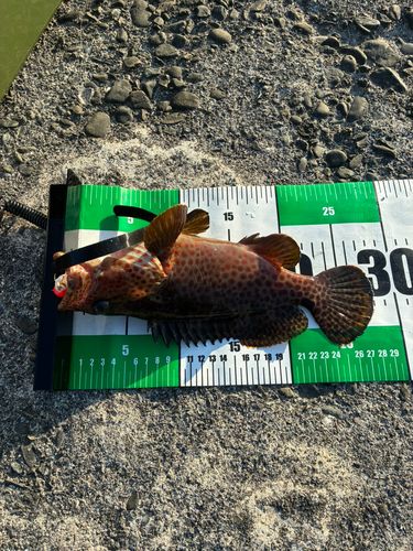 オオモンハタの釣果