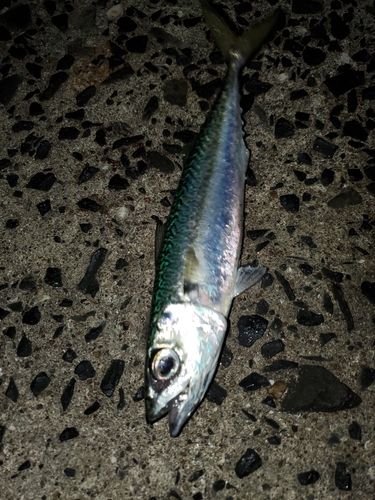サバの釣果