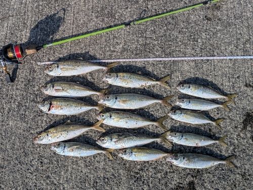 マアジの釣果