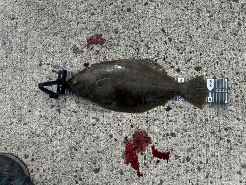 ヒラメの釣果