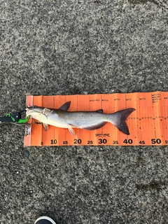 アメリカンキャットフィッシュの釣果