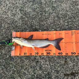 アメリカンキャットフィッシュ