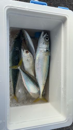 サバの釣果