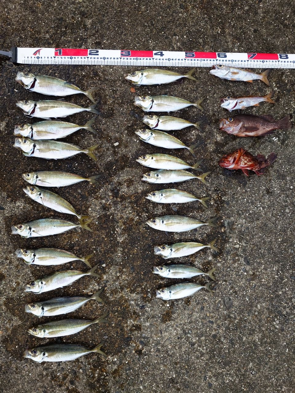 SHIMANO 23ソアレ BB アジング S610L-Sの最安値・インプレ・釣果