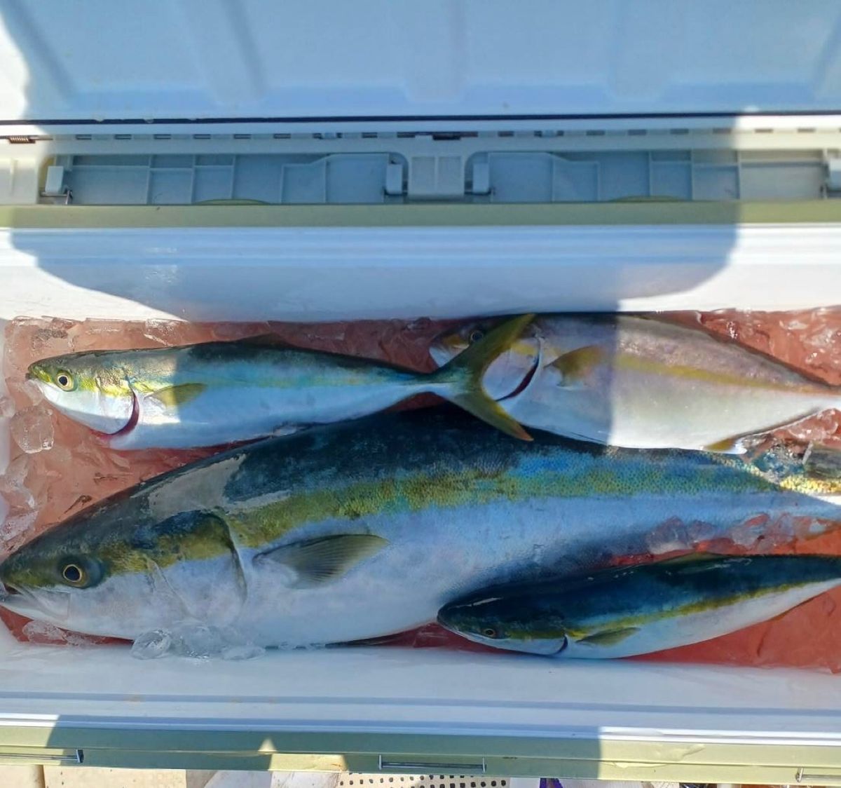 充丸（みつまる）女将さんの釣果 2枚目の画像