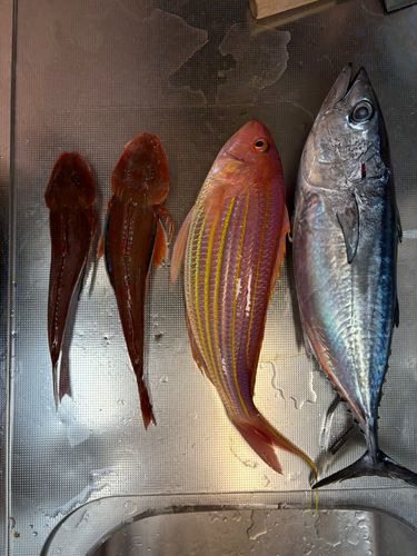 ホウボウの釣果