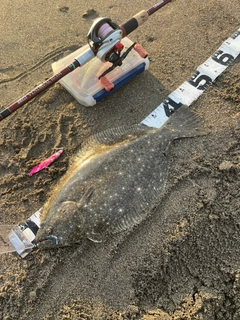 ヒラメの釣果