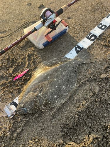 ヒラメの釣果