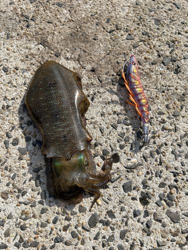 アオリイカの釣果