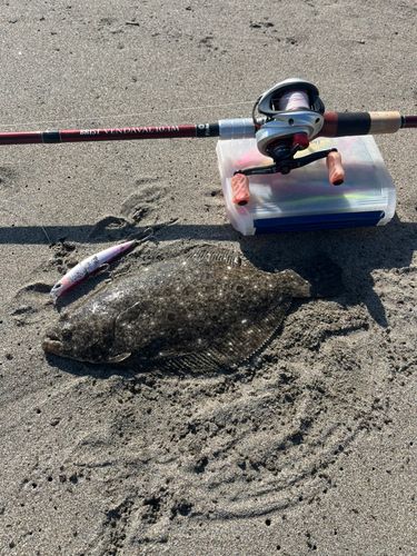 ヒラメの釣果