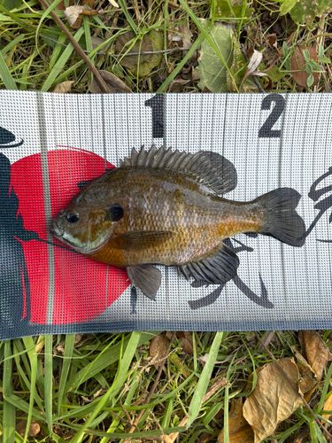 ブルーギルの釣果