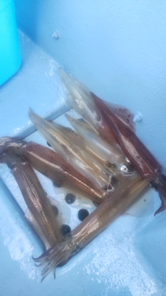 ヤリイカの釣果