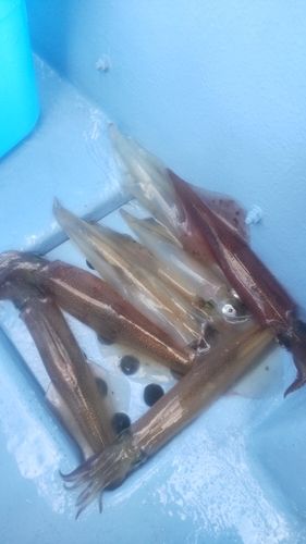 ヤリイカの釣果