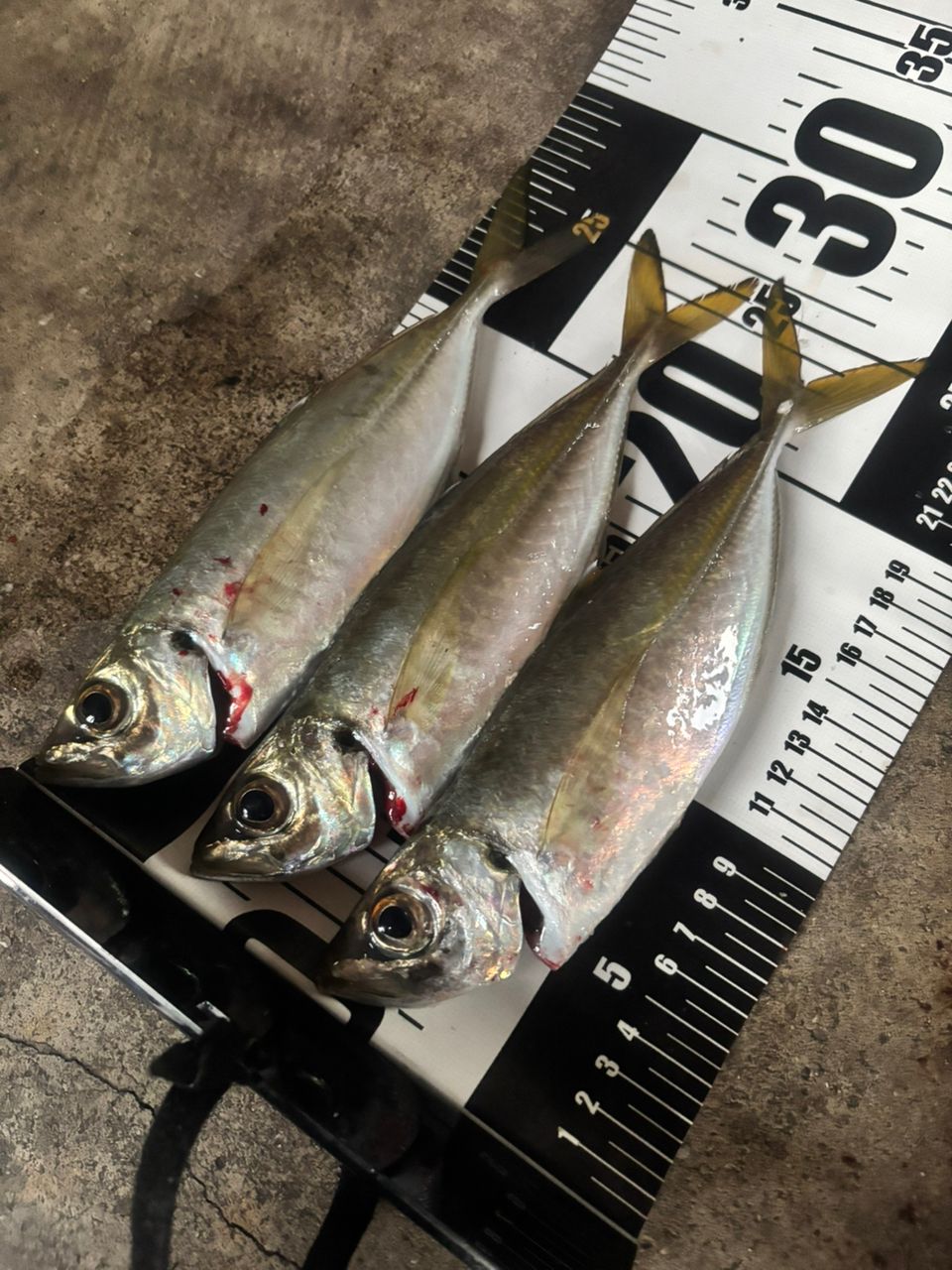 SHIMANO 17ソアレ CI4+ アジング S604L-Sの最安値・インプレ・釣果