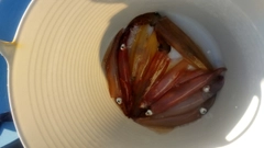 ヤリイカの釣果