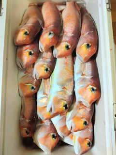 アカアマダイの釣果