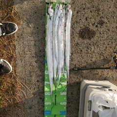 タチウオの釣果