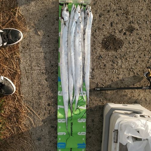 タチウオの釣果