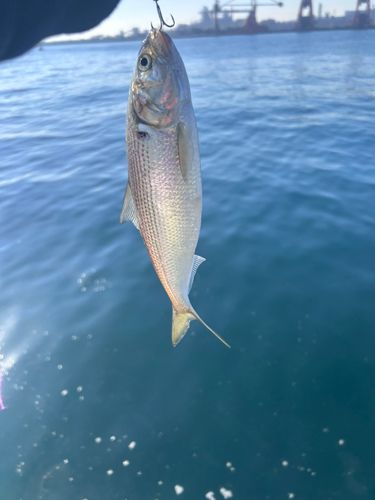 コノシロの釣果