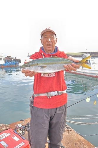 ハマチの釣果