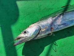 タチウオの釣果