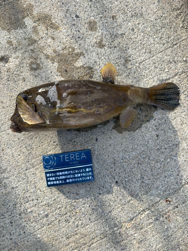 ハコフグの釣果