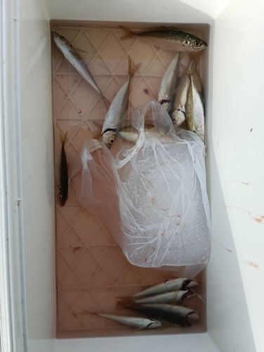 マアジの釣果