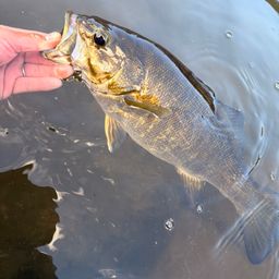 スモールマウスバス