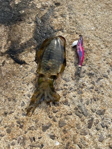 アオリイカの釣果