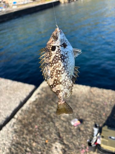 アイゴの釣果