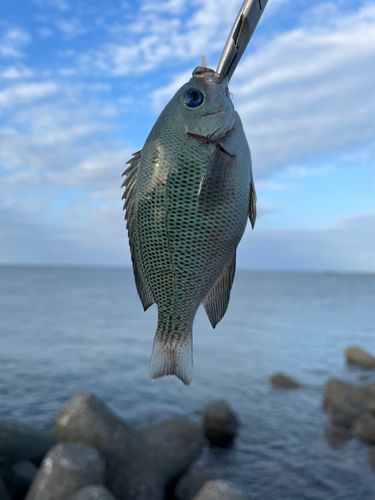 クチブトグレの釣果
