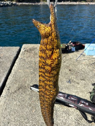ウツボの釣果