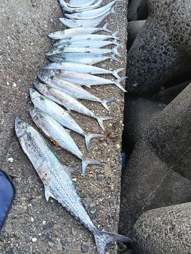 サゴシの釣果