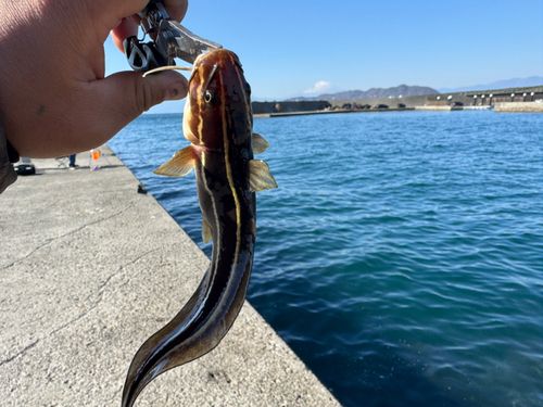 ゴンズイの釣果