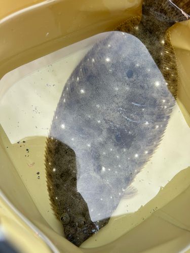 ヒラメの釣果