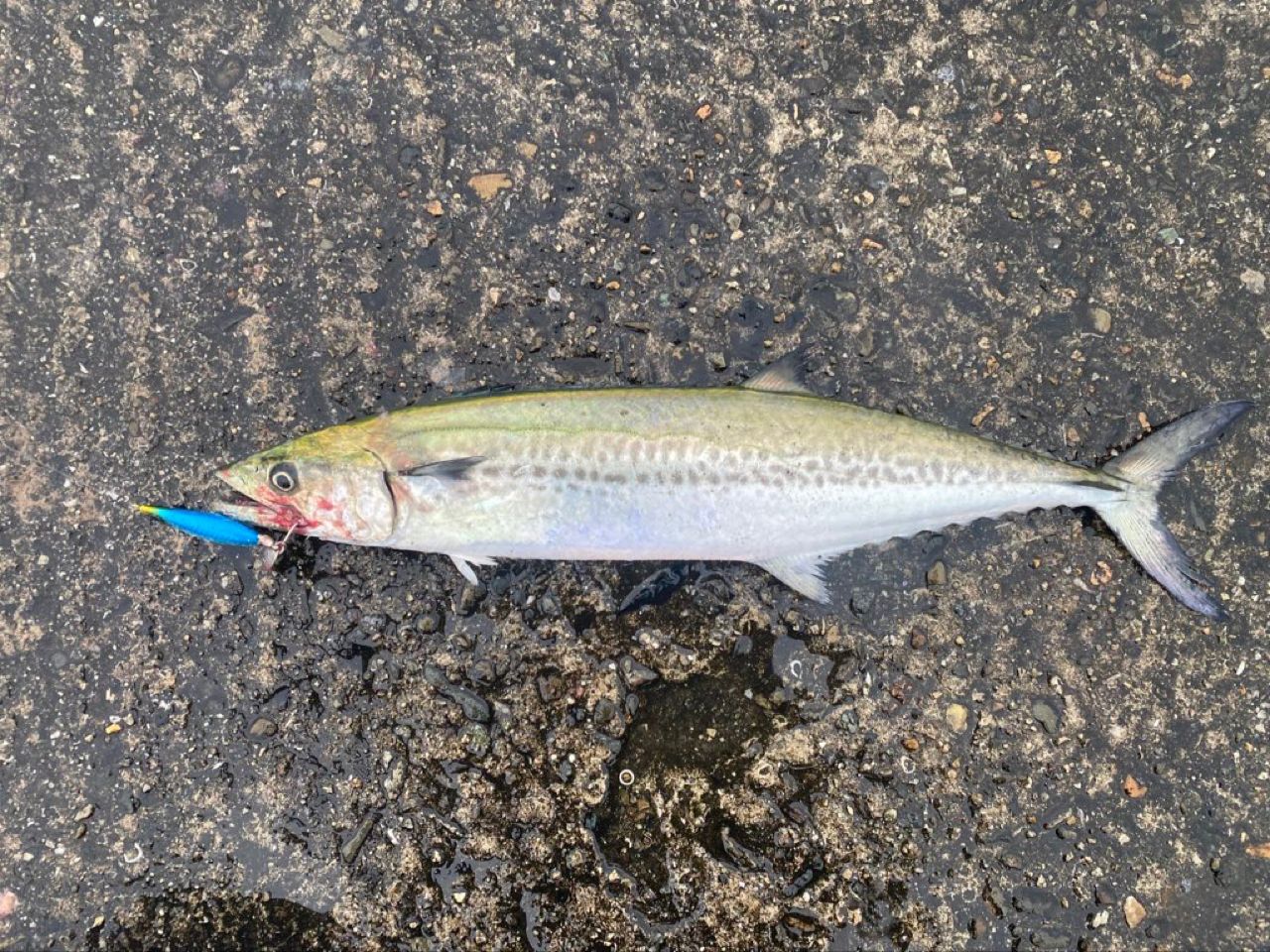 SHIMANO 19コルトスナイパー SS S96Hの最安値・インプレ・釣果 | 本音