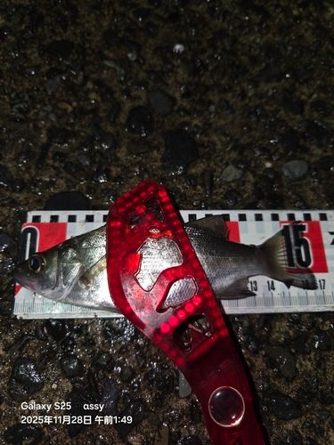 セイゴ（ヒラスズキ）の釣果