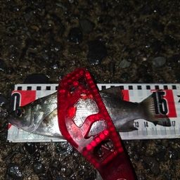 セイゴ（ヒラスズキ）