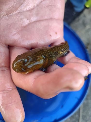 モクズガニの釣果