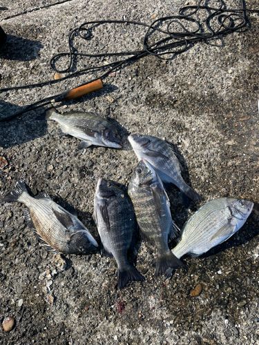 クロダイの釣果