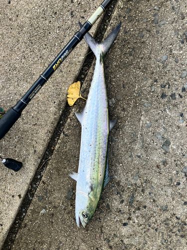 サゴシの釣果