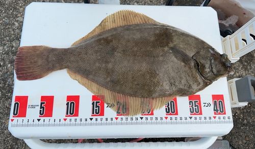 マコガレイの釣果