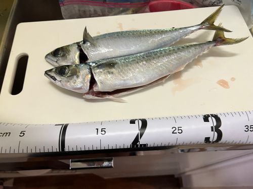サバの釣果