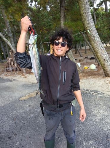 サワラの釣果