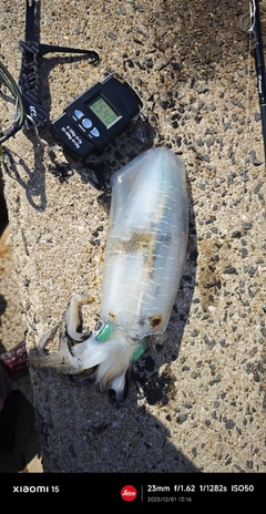 アオリイカの釣果